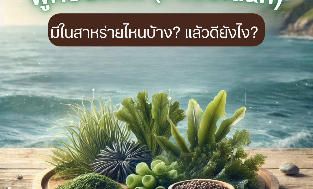 Fucoidan  มีในสาหร่ายไหนบ้าง? แล้วดียังไง