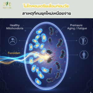 ไมโตคอนเดรียเสื่อมก่อนวัย: สาเหตุที่คนยุคใหม่เหนื่อยง่าย