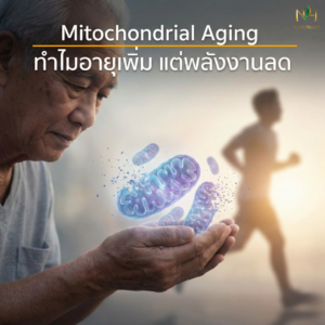 Mitochondrial Aging ทำไมอายุเพิ่ม พลังงานลด