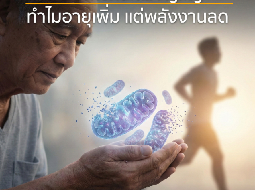 Mitochondrial Aging ทำไมอายุเพิ่ม พลังงานลด